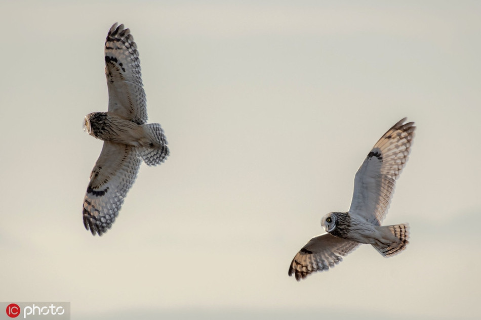 Khoảnh khắc hai con cú lao vào nhau và thò vuốt ra chiến đấu, hai cánh của chúng tạo thành hình chữ X, giống hệt như máy bay chiến đấu trong bộ phim bom tấn "Chiến tranh giữa các vì sao", vô cùng đặc biệt. 