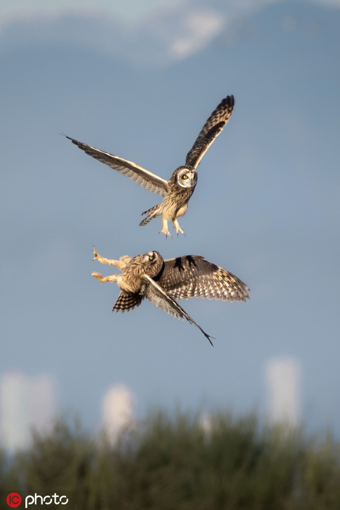 Theo tìm hiểu, những con cú thường chiến đấu với nhau để tranh giành lãnh thổ sinh sống, tranh giành thức ăn. Cũng bởi vì lý do chiến đấu ảnh hưởng trực tiếp đến cạnh tranh sinh tồn, những trận chiến thường rất khốc liệt.