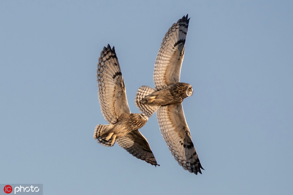 Bên thắng sẽ được quyền săn mồi trong lãnh thổ đã định, bên thua sẽ phải rời đi, tìm cho mình một lãnh thổ mới.