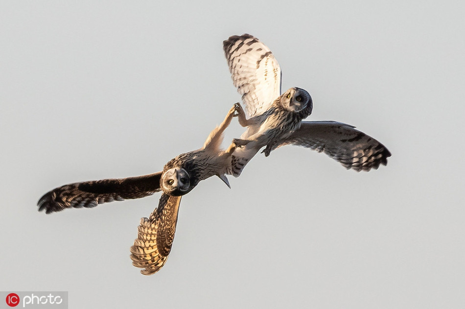 Mới đây, nhiếp ảnh gia động vật hoang dã Kevin Lippe, 44 tuổi đã ghi lại được những hình ảnh cực kỳ ấn tượng và thú vị về trận không chiến đỉnh cao của một đôi chim cú hoang dã ở British Columbia, Canada. 