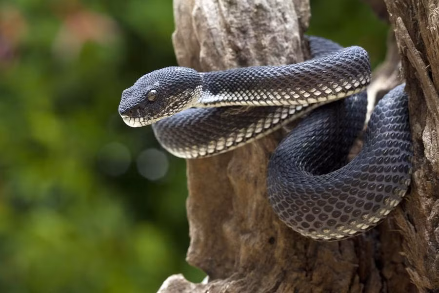 Hai hung nu tac su dung ran den de cuop xe