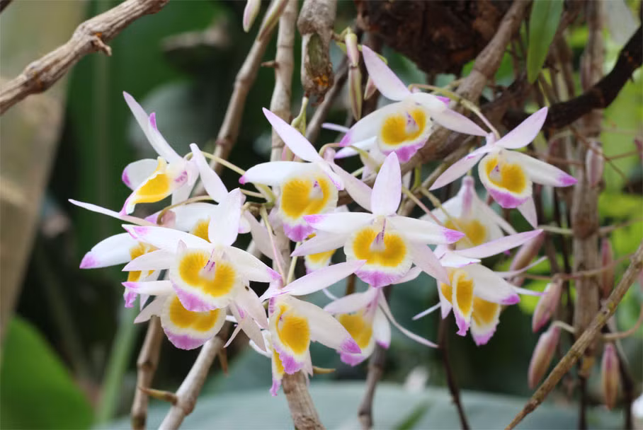 Nho loai hoa nay, co gai thoat khoi ten bat coc ngoan muc-Hinh-2