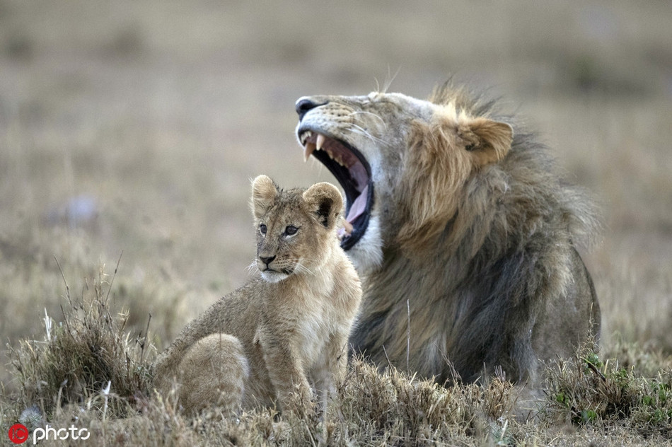 Những ngày gần đây, thông tin về bộ phim " Vua sư tử" phiên bản live action sắp được công chiếu đang phủ sóng rộng rãi khắp mọi nơi, gây được sự chú ý lớn.