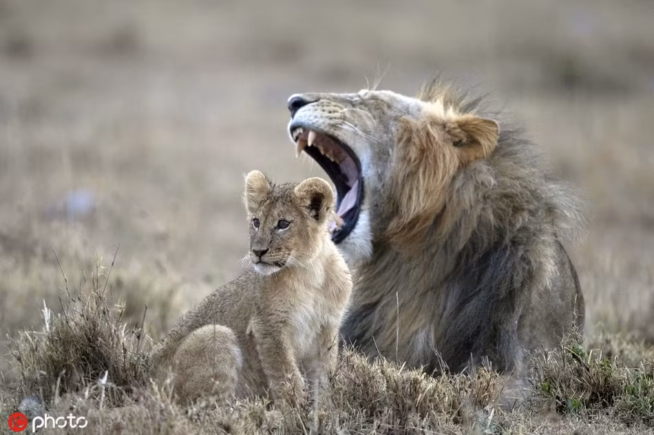 Những ngày gần đây, thông tin về bộ phim " Vua sư tử" phiên bản live action sắp được công chiếu đang phủ sóng rộng rãi khắp mọi nơi, gây được sự chú ý lớn.