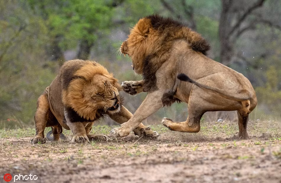 Trong những bức ảnh này, mọi người sẽ được tường tận cuộc sống thực sự của những con sư tử, loài động vật được mệnh danh là lãnh chúa vùng thảo nguyên.