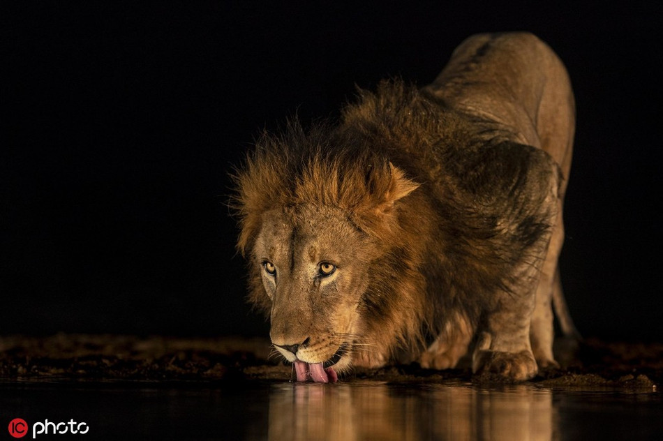 Ngay cả khi uống nước, sư tử cũng để lộ ra khí chất đế vương của mình, khiến các loài động vật khác không tự giác mà cũng phải thần phục.