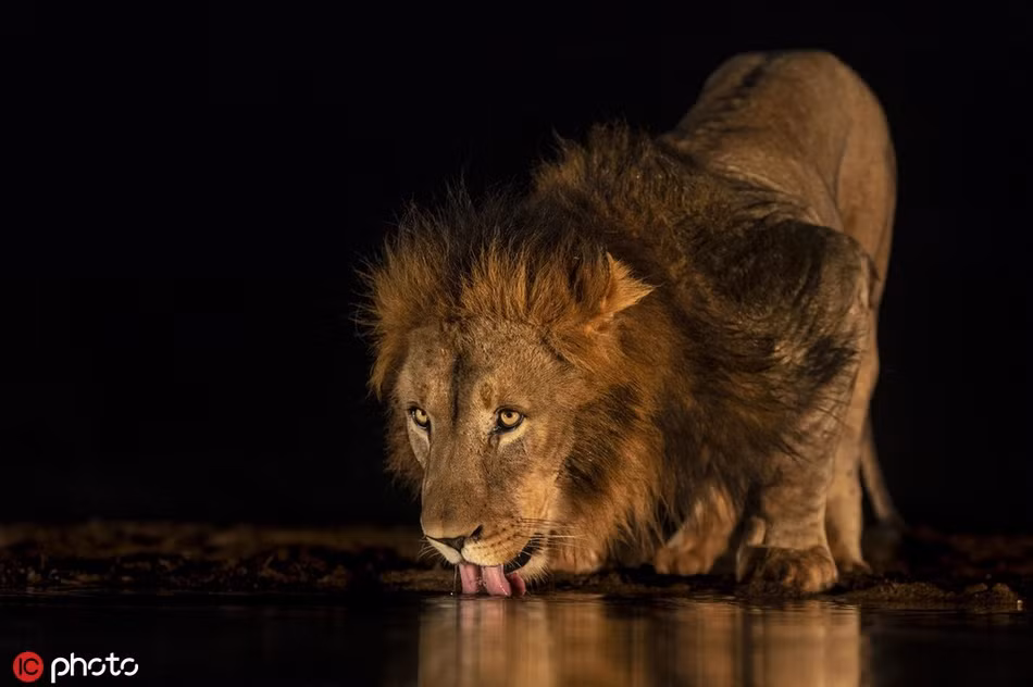 Ngay cả khi uống nước, sư tử cũng để lộ ra khí chất đế vương của mình, khiến các loài động vật khác không tự giác mà cũng phải thần phục.