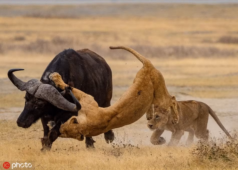 Mặc dù vậy, phim cũng chỉ là phim, sẽ có nhiều trường đoạn hư cấu, nhân cách hóa.