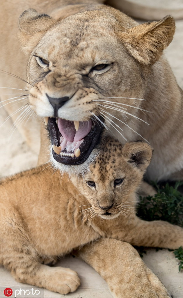 Sư tử cái cũng hung dữ không kém. Để bảo vệ con mình, chúng sẵn sàng làm mọi thứ.