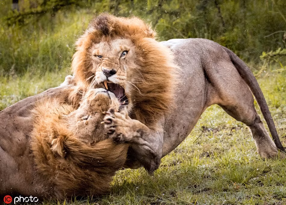 Cũng giống như phim, trong thiên nhiên hoang dã, những con sư tử đực buộc phải chiến đấu khốc liệt để giành vương vị, để lên ngôi đầu đàn.