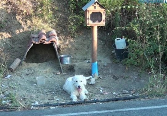 Cho cho chu gan 2 nam o noi anh gap nan qua doi