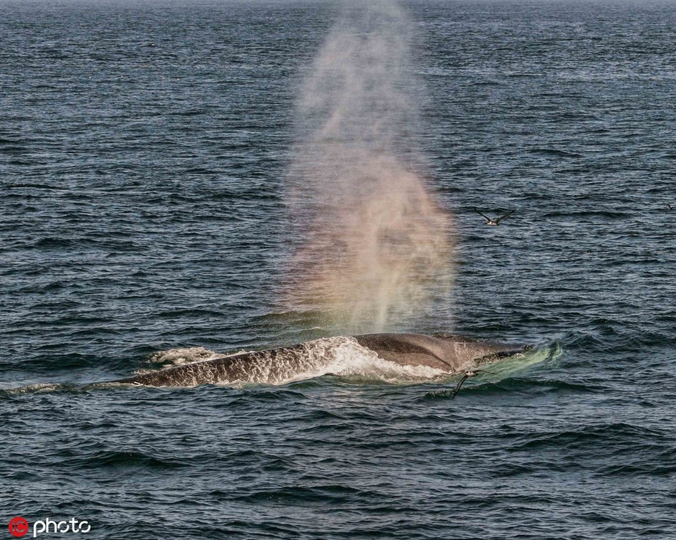 Ngoan muc khoanh khac ca voi tao cau vong