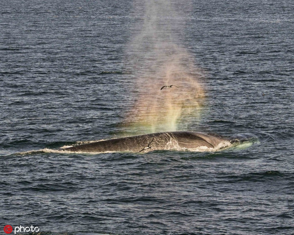 Ngoan muc khoanh khac ca voi tao cau vong-Hinh-2