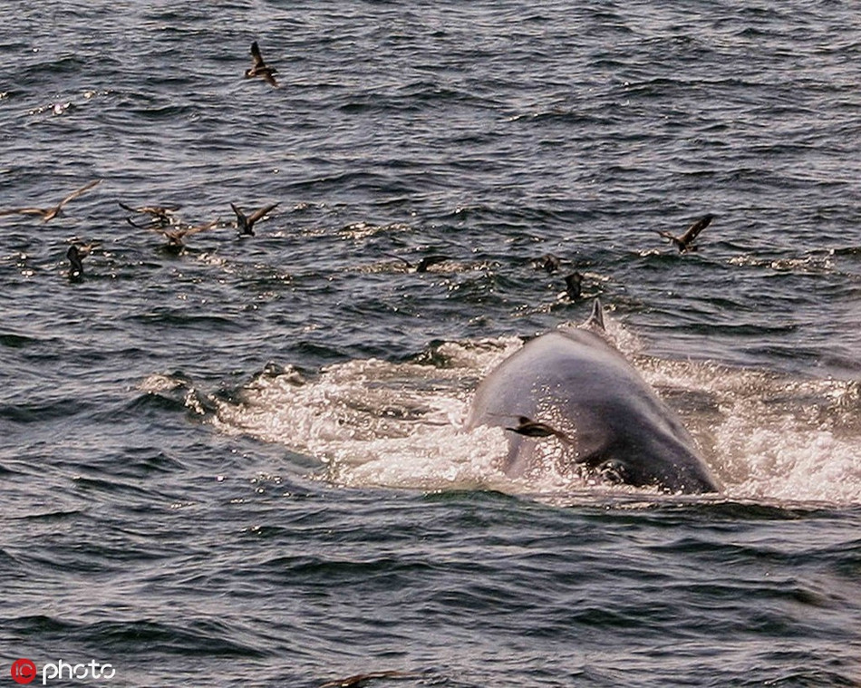 Ngoan muc khoanh khac ca voi tao cau vong-Hinh-3