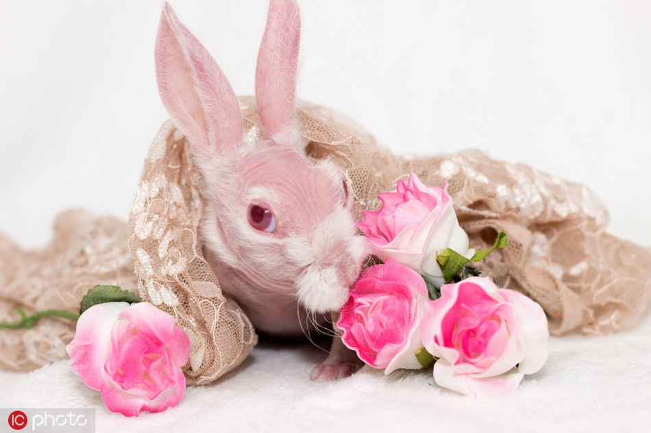 Kinh ngac chu tho khong long, mau hong cuc hiem