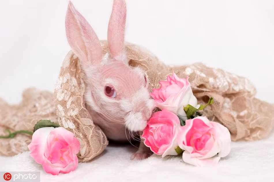 Kinh ngac chu tho khong long, mau hong cuc hiem