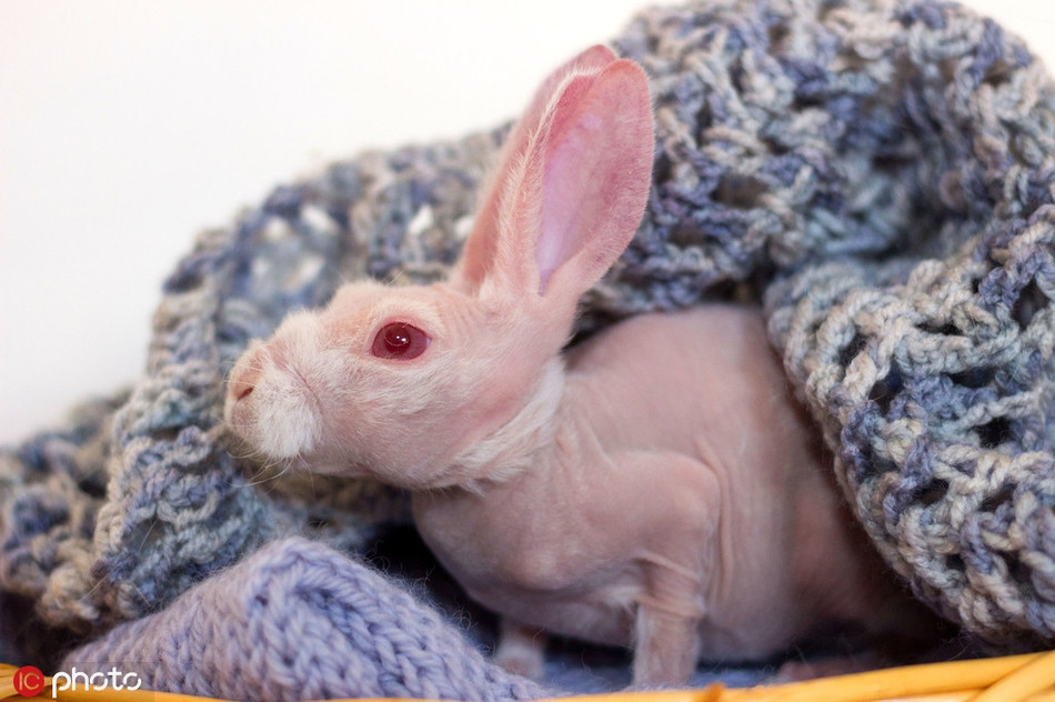 Kinh ngac chu tho khong long, mau hong cuc hiem-Hinh-4