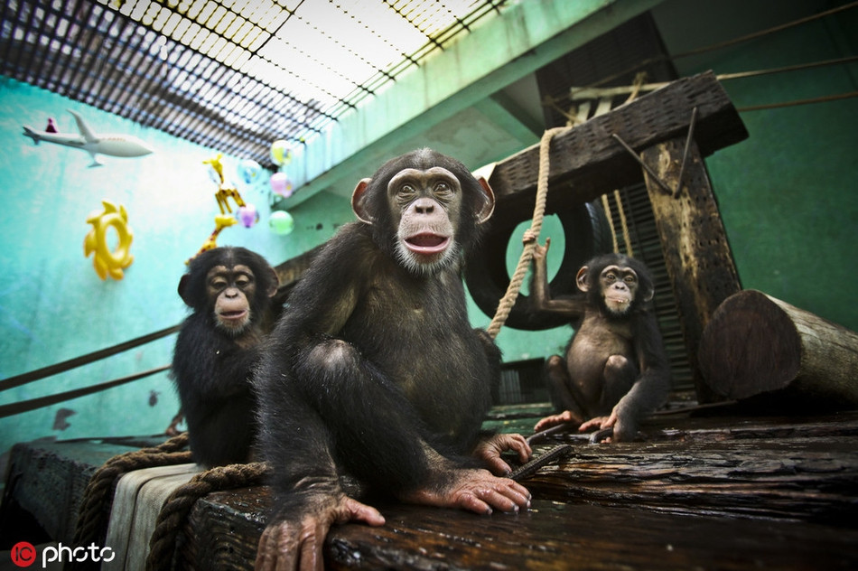 Những con khỉ trong vườn thú tỉnh Quảng Châu nghịch nước liên tục để thoát khỏi cái nóng vô cùng khó chịu.