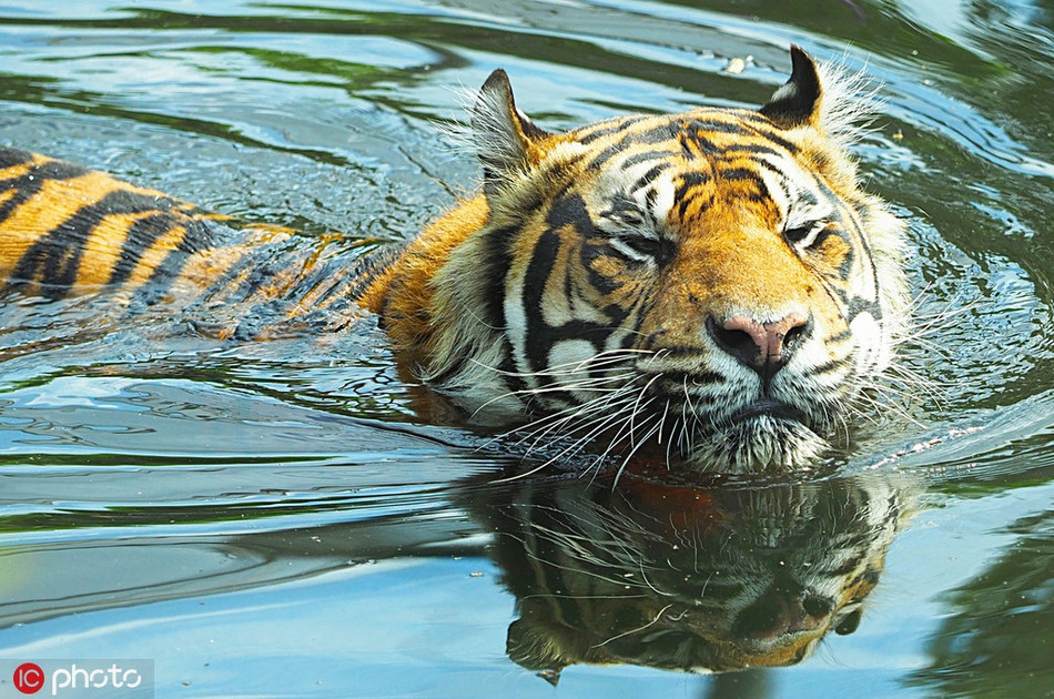 Hổ vằn bơi lội thường xuyên, duy trì sự mát mẻ cho cơ thể đồ sộ.