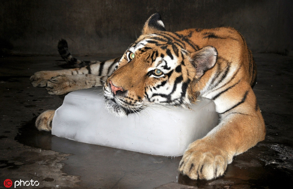 Tại vườn thú tỉnh Hà Bắc, con hổ vằn nằm gác cằm lên khối băng lạnh, cố gắng xua đi cái nóng nực ngột ngạt.