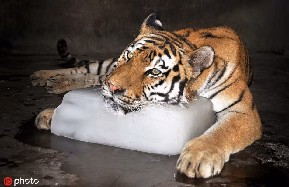 Tại vườn thú tỉnh Hà Bắc, con hổ vằn nằm gác cằm lên khối băng lạnh, cố gắng xua đi cái nóng nực ngột ngạt.