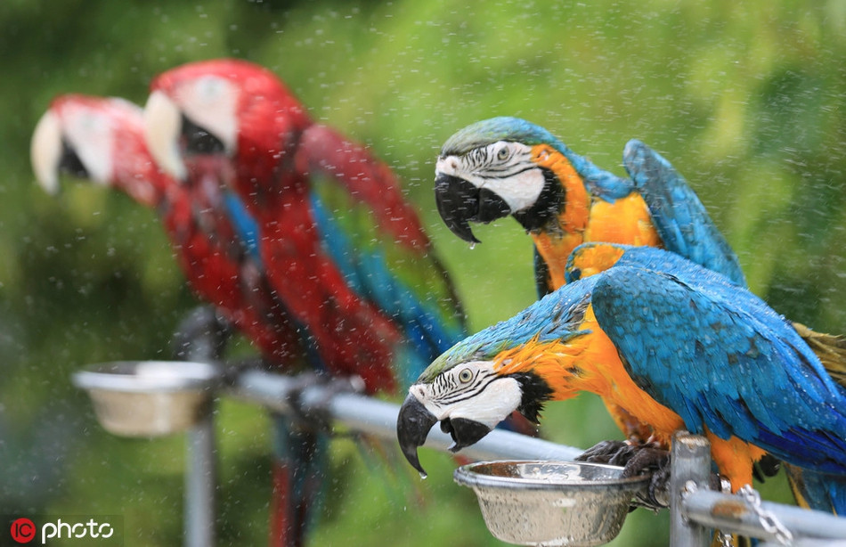 Những con vẹt sắc sỡ sắc màu tận hưởng sự mát mẻ của những vòi phun.