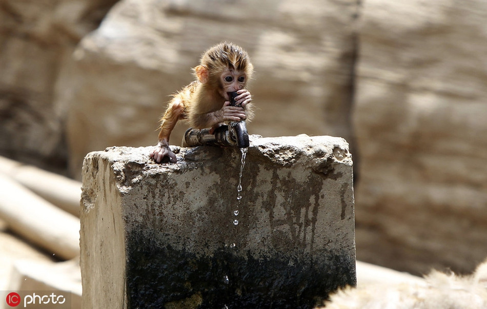 Trong tình huống khác, một con khỉ nhỏ liên tục uống nước, nghịch nước để xua tan cái nóng mùa hè.