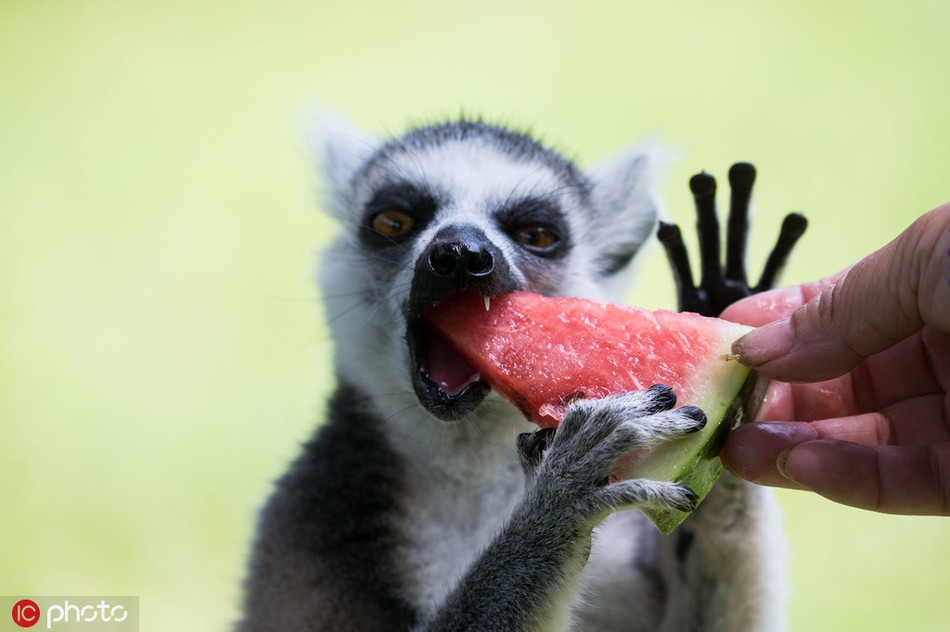 Có lẽ đây là loại trái cây nhiều nước, ngon ngọt mà vượn cáo thích nhất.