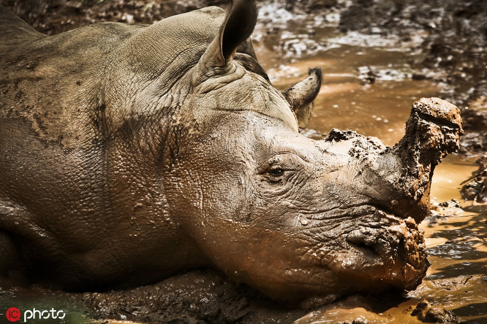 Con tê giác này quyết định sử dụng cách thiên nhiên nhất, lăn lê trong bùn để được mát mẻ, dễ chịu.