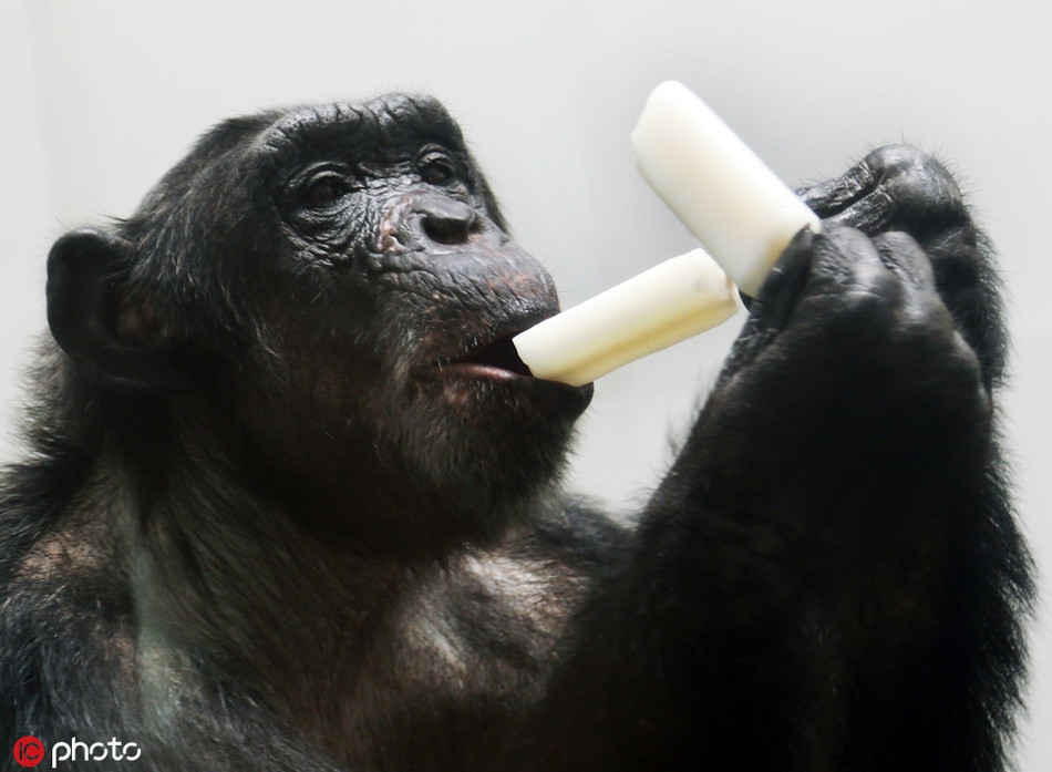 Trong ảnh là một con khỉ đột đang ăn kem để giải nhiệt, khuôn mặt ánh lên sự thỏa mãn.