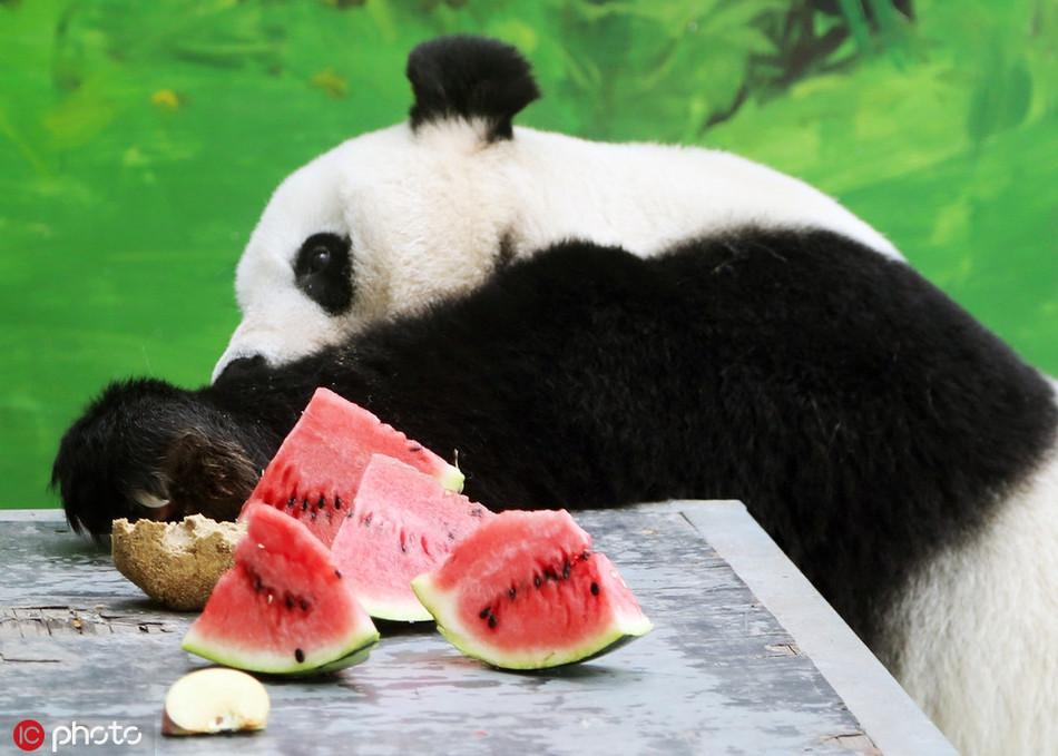 Vài ngày qua, nhiệt độ ở Tây An không ngừng tăng lên, để đảm bảo nhiều loại động vật như hổ, voi, gấu trúc, đười ươi, khỉ... và các loài động vật khác được giải nhiệt, công viên động vật hoang dã Tây An đã thực hiện kế hoạch mùa hè, cung cấp kem, dưa hấu, táo, cà rốt... mát lạnh cho chúng ăn. Đồng thời cũng mở cửa hồ bơi cho những động vật có nhu cầu bơi lội.