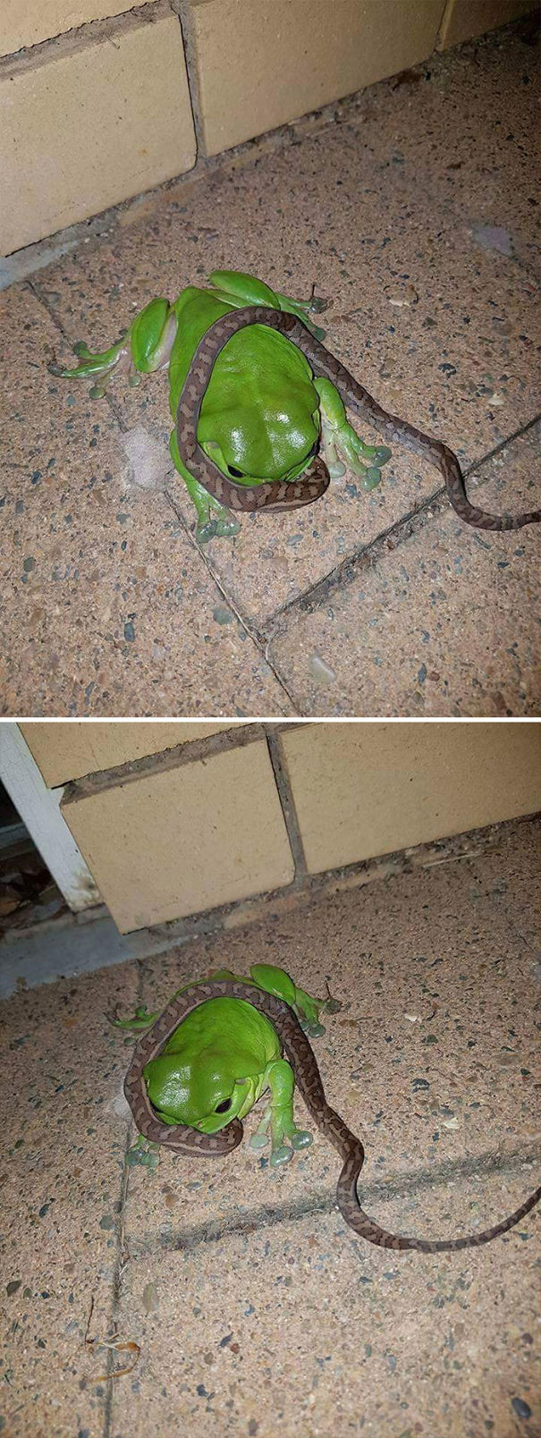 Tại Australia, không có gì ngạc nhiên khi một con ếch nhai sống nuốt tươi một con rắn.