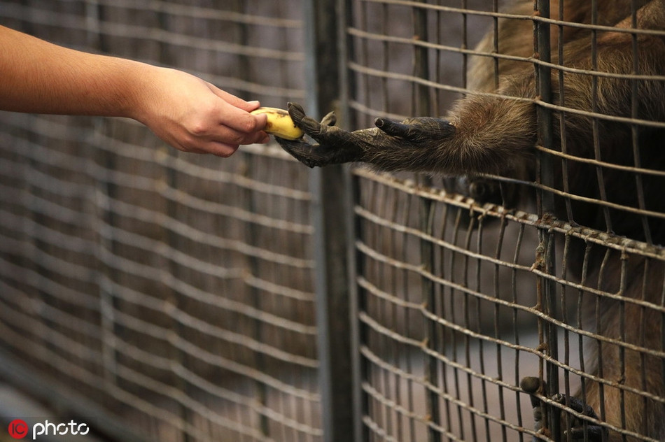 Những động vật sống trong sở thú Pata vẫn tiếp tục phải sống cuộc sống chẳng khác nào ngục tù.