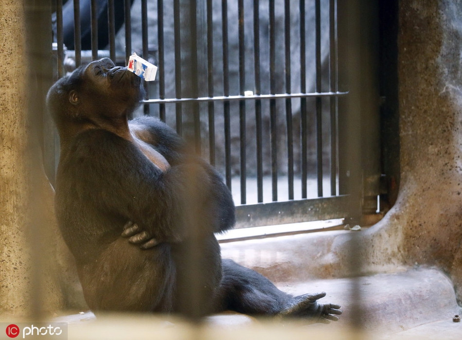 Khủng khiếp hơn, tầng 6 và tầng 7 cực nóng nhưng sở thú Pata không làm bất cứ biện pháp che chắn nào.