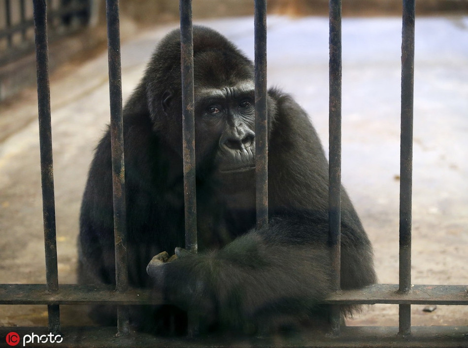Qua những hình ảnh, có thể thấy ánh mắt tuyệt vọng, sự đau khổ, mệt mỏi hiện lên trên khuôn mặt của những động vật nơi đây.