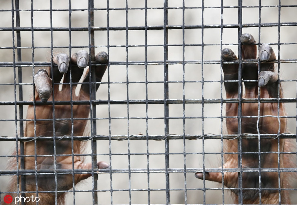 Ngày qua ngày, những con vật càng trở nên câm lặng, ít tương tác, giống như đã từ bỏ mọi thứ, chỉ là tồn tại qua ngày.