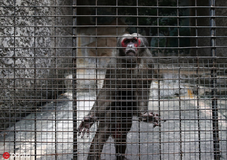 Được biết, sau khi thăm sở thú Pata, cô Giselle đã kể lại rằng, một con chim cánh cụt có tên là Humbolt "trông giống như là nó đã từ bỏ cuộc sống này". Là cá thể cuối cùng còn lại trong một đàn có 12 cá thể, nó dành cả ngày trong chuồng bê tông để nhìn chằm chằm vào tường.