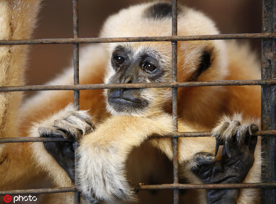 Cả vườn thú giống như một nơi bị lãng quên, những động vật sống trong đây phải chịu cảnh giam cầm ở một nơi hoang phế, bị bỏ rơi, vô cùng tội nghiệp.