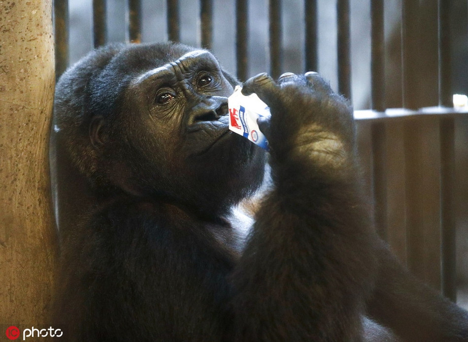  Sở thú Pata, tọa lạc trên tầng 6 và tầng 7 của trung tâm bách hóa Pata Pinklao, Bangkok, Thái Lan, bắt đầu hoạt động từ năm 1983. Trong nhiều nằm, sở thú đã bị các nhà hoạt động vì quyền lợi động vật cáo buộc đối xử vô nhân đạo với các động vật bị nhốt tại đây.