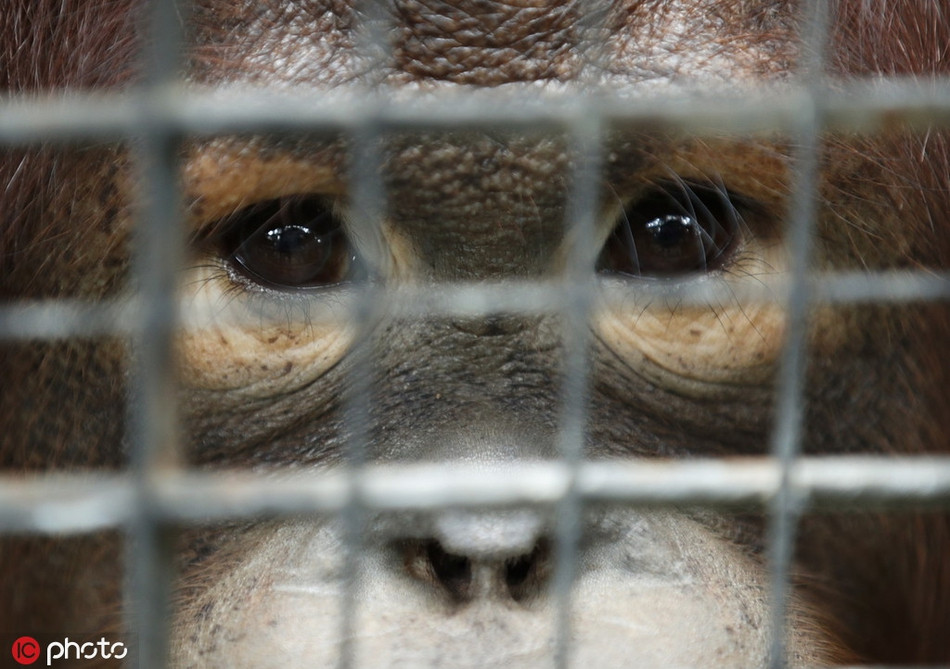 Sau chuyến thăm quan, Correia và Kuchirka đã thực hiện một bản kiến nghị yêu cầu các quan chức Thái Lan đóng cửa vườn thú và đưa các con vật vào một khu bảo tồn. Tuy nhiên, kết quả không mấy khả quan.