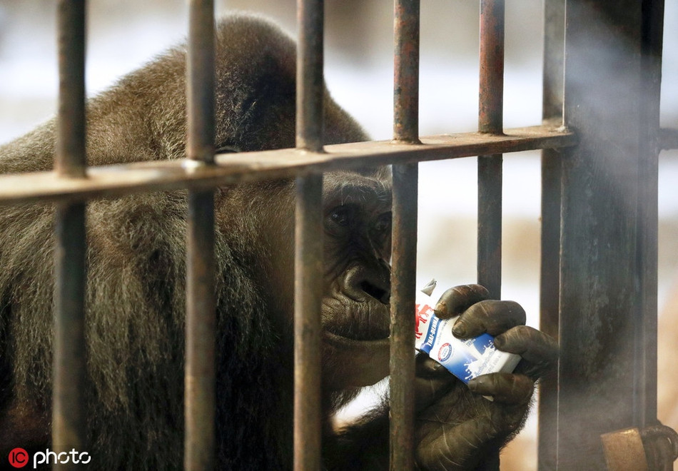 Những động vật sống tại sở thú Pata luôn có ánh nhìn buồn bã, thờ ơ khi bị mắc kẹt trong lồng sắt bẩn thỉu, không có bất cứ dụng cụ làm giàu môi trường sống nào.