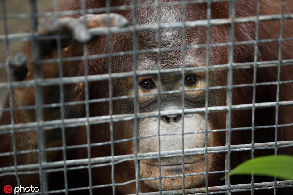 Ánh mắt đau đáu như muốn cầu cứu của một con đười ươi khiến nhiều người không khỏi xót xa, chảy nước mắt vì thương xót.