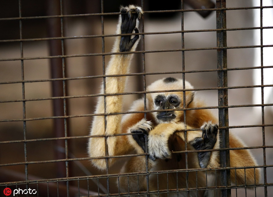 Trước những chỉ trích của dư luận và các tổ chức hoạt động vì quyền lợi động vật, giám đốc sở thú, ông Kanit Sermsirimongkhon đã từng tuyên bố, sở thú đáp ứng tất cả các tiêu chuẩn pháp lý và mọi "hiệu ứng đám đông" đều không có tác dụng.