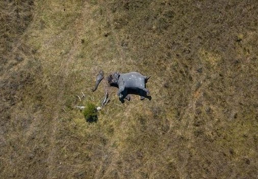 Kinh hoang voi bi dau doc, chat voi, cua nga dang so
