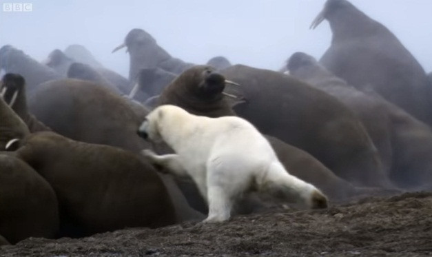 Gau Bac cuc mao hiem san giet ca hai ma ngan can