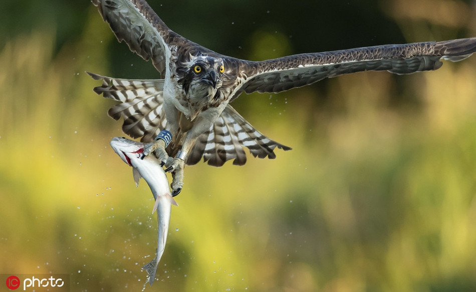 Ky quac trang trai ca de mac ung bien san giet, an 