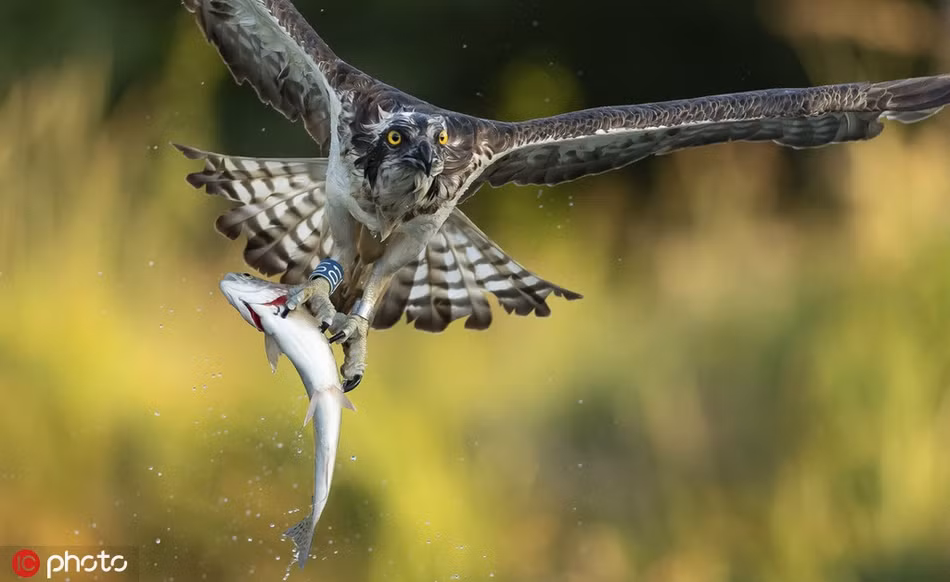 Ky quac trang trai ca de mac ung bien san giet, an 