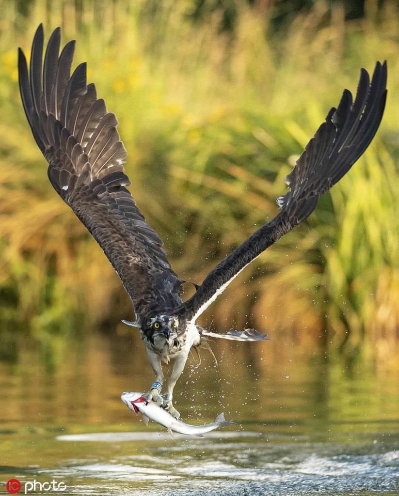 Ky quac trang trai ca de mac ung bien san giet, an 