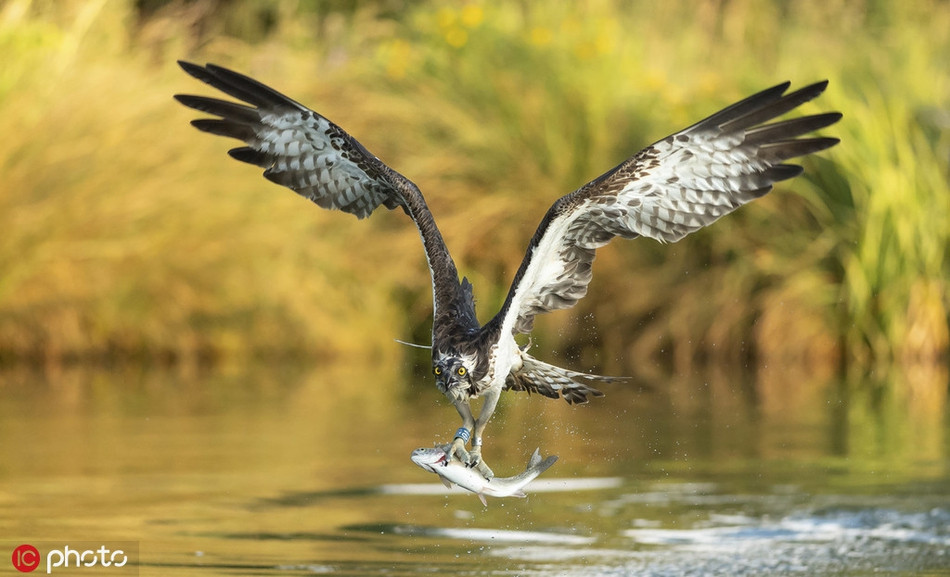 Ky quac trang trai ca de mac ung bien san giet, an 