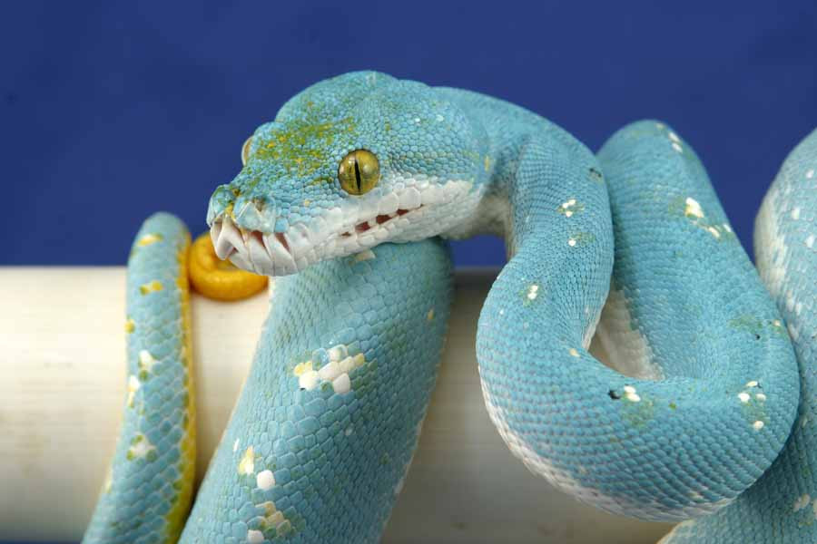 Thực tế, cả đời chỉ cần bắt được một con trăn cây xanh màu da trời, có thể phát tài trong phút chốc.